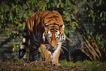 tygr, sibiřský tigr, velká kočka, dravec, šelmy, divoká kočka, kočka, zvíře, divoký, sibiřský, amurtiger