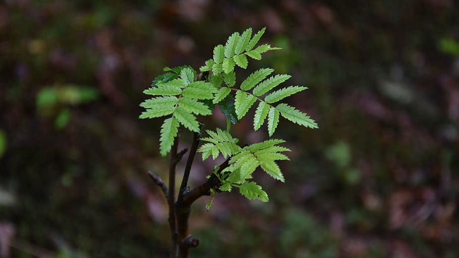 sprig, tree, foliage, closeup, green, vegetation, forest, nature, plant, rowan