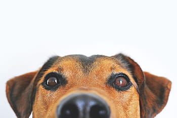 closeup of dog, Closeup, dog, nature, animal, animals, dogs, pet, pets, canine, cute