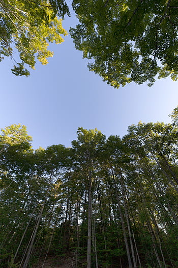 forest, sky, view, tall, trees, nature, growth, green, outdoors, landscape, wood