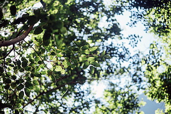 selettivo, fotografia a fuoco, verde, leafed, albero, foglia, pianta, natura, bokeh, cielo, ramo