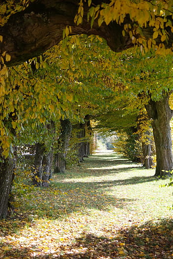 avenue, hradní třída, laupheim, habr, stromy, průchod, podzim, barva pádu, žlutá, zbarvení, carpinus betulus