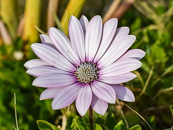 African Daisy, Osteospermum, daisy, plant, flower, nature, floral, blossom, purple, bloom, petal