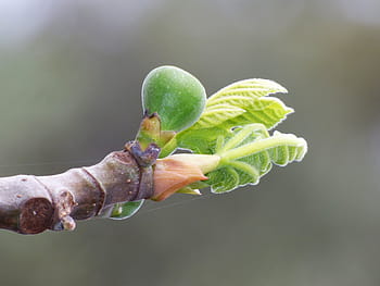 Fig Tree, Outbreak, Sprout, Spring, fig, tender leaves, bud tender, nature, close-up, plant, branch