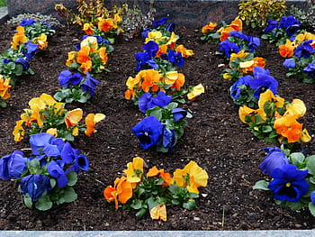 hřbitov, hrob, starý hřbitov, maceška, hřbitov, hrob, viola wittrockiana, květiny rostliny, fialový, viola, fialová rostlina, violaceae