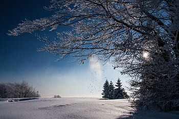 snow, winter, white, cold, weather, ice, trees, plants, nature, travel, adventure
