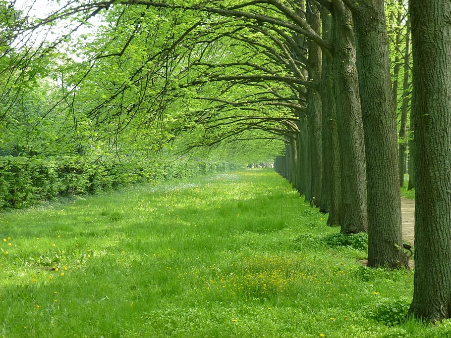 celle, avenue, trees, spring, may, nature, green, tree, meadow, aesthetic, forest