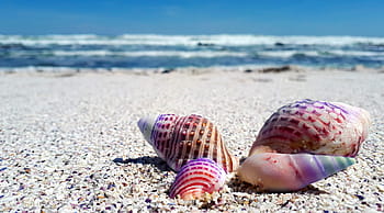 four, assorted-color seashells, white, sand beach, daytime, seashell, shell, shells, sea, ocean, beach