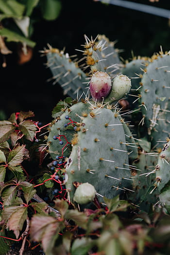 opuntia, kaktus, buah, pir berduri, paku, tanaman, berduri, pir