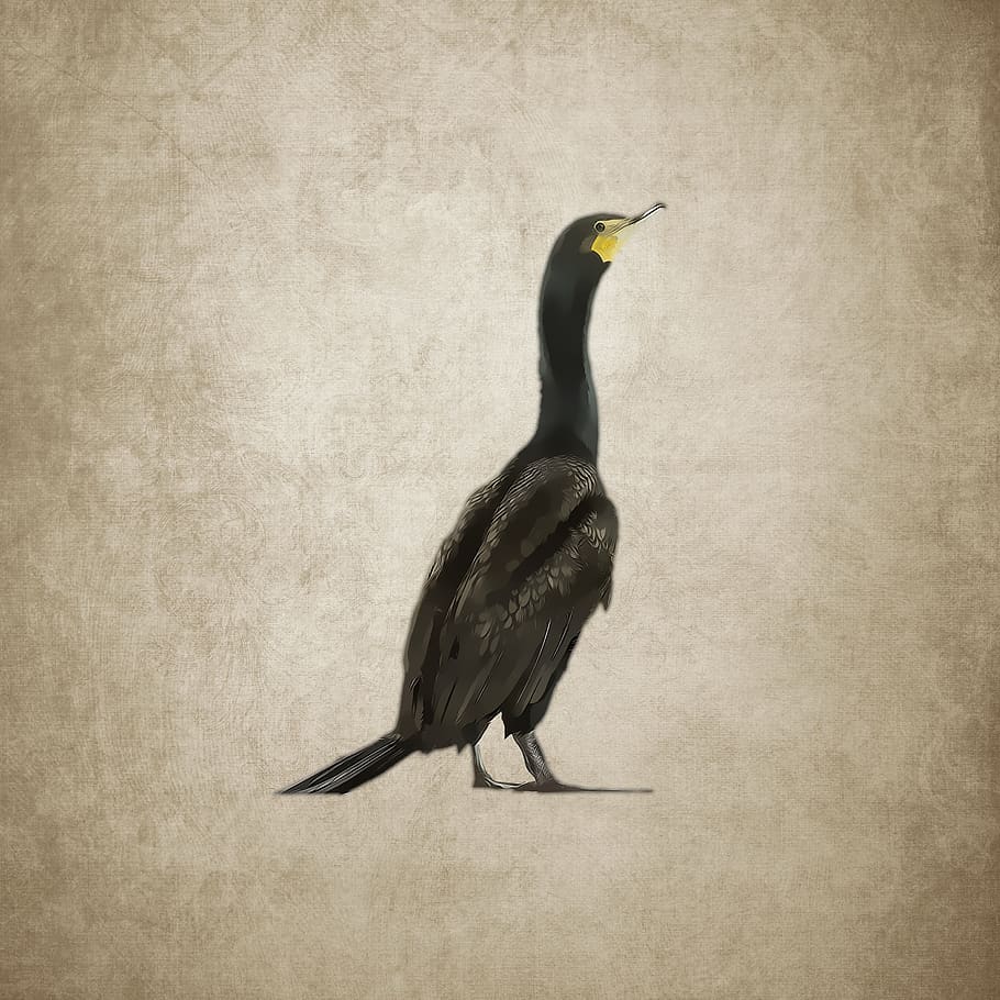 bird, water bird, cormorant, drawing, vintage
