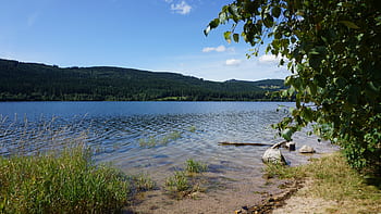 schluchsee, water, black forest, southern germany, bank, lake