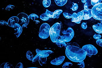 school, blue, jelly fishes, animal, aquarium, aquatic, black, coral, danger, dark, deep