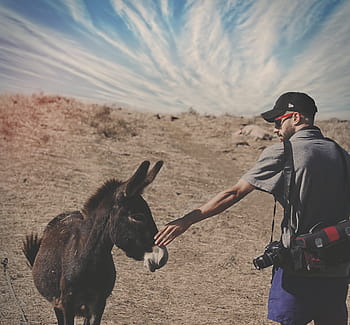 uomo, detenzione, asino, deserto, blu, cielo, Marrone, giorno, Dunkey, cavallo, animale
