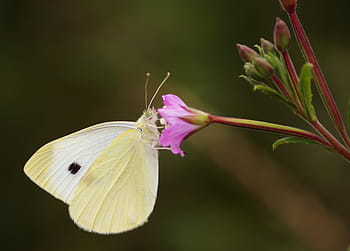 white, cabbage butterfly, pink, flower, butterfly, insect, one animal, animal themes, close-up, animal wildlife, animals in the wild