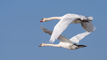 two, flying, geese, identical, gray, sky, day, nature, birds, swans, flight