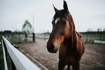 caballo, retrato, animal, marrón, semental, naturaleza, al aire libre, pura sangre Caballo, mamífero, escena rural, granja