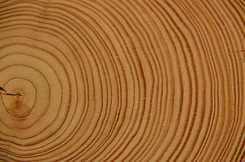 wood, annual, rings, tree, log, strains, annual rings