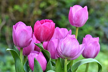 pink, tulips bouquet selective-focus photography, tulip, tulip bouquet, blossom, bloom, spring flowers, flower, spring, purple, petals