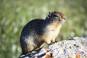 selective, focus photography, brown, rodent, Highway, Mountain, Trees, Forest, Woods, travel, landscape
