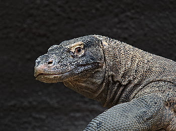 zvíře, plaz, varan, komodský, ještěrka, drak, nebezpečný, zvířat, portrét, dravec