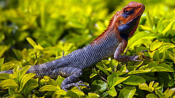 zvířat, plazů, chameleón, leguán, ještěrka, váhy, barvy, rostlin, listy, pop, ještě pořád