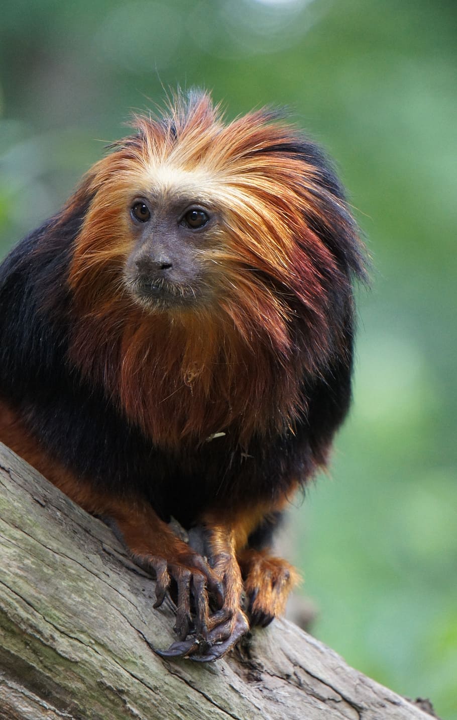 leeuwenkopaapje, zoo, malá opice, savec, zvíře, volně žijících živočichů, Příroda, zvířata ve volné přírodě, roztomilý, primát