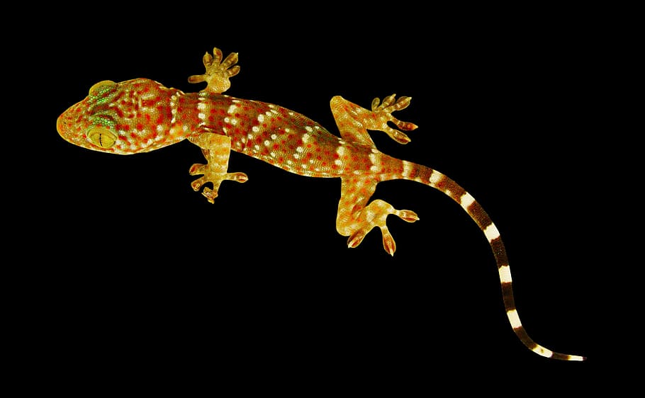 hnědý, bílý, gecko, ještěrka, tokhe, plaz