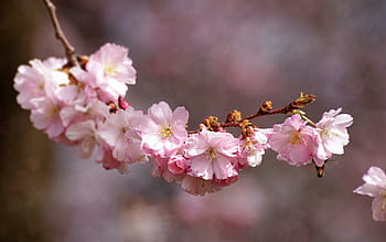 selective, focus photography, cherry, blossoms tree, cherry blossom, flower, plant, nature, cherry wood, flowers, spring