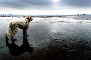 Goldendoodle, Dog, Beach, Bad Weather, hybrid, wildlife photography, pet, one animal, sea, reflection, water