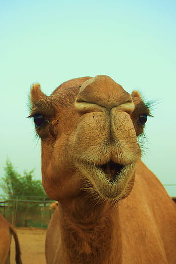 animal, mammal, nature, camel, wildlife, dubai, desert, desert safari, camel milk, camel kiss, kiss