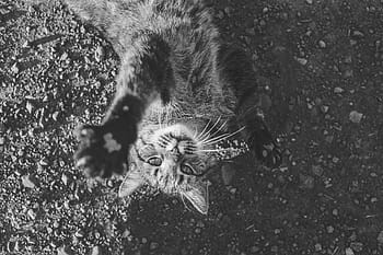 gri tonlamalı fotoğrafçılık, kedi, gri tonlama, fotoğrafçılık, Evcil Hayvan, hayvan, pençeleri, bıyık, hayvan yaban hayatı, vahşi hayvanlar, hayvan temaları