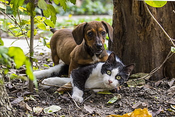brown, dachshund puppy, playing, black, white, cat, tree, short, coated, dog, fur