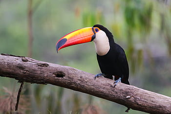 toco toucan, toucan, tucano, tucanuçu, ave, birding, pozorování ptáků, Brazílie, Příroda, exotický, barva