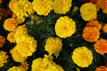 marigold, marigold yellow, marigolds, marigolds blossom, marigold bloom, bloom, garden flowers, flower, botany, beautiful flowers, beautiful marigolds