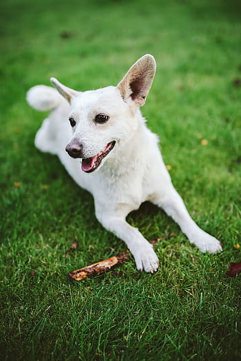 遊ぶ、 スティック、 犬、 ペット、 動物、 楽しい、 幸せ、 白い犬、 草、 かわいい、 アウトドア