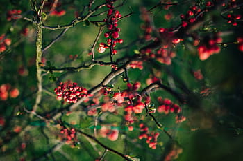 rojo, serbal, ramas, primer plano, flores, flora, fruta, naturaleza, hojas, árboles, primavera
