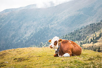 牛、 リラックス、 牧草地、 中、 山、 動物、 オーストリア、 エコ、 農場、 農民、 農業