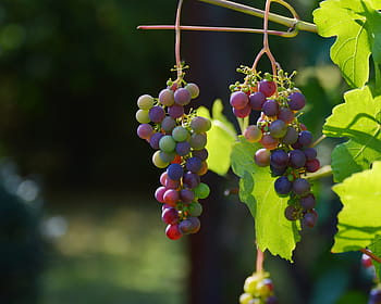 płytki, fotografia fokusowa, winogrona, dzień, kiść winogron, wino, czerwone winogrona, uprawa winorośli, winorośl, zabytkowe, jesień