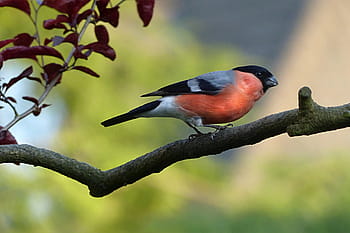 selektivní, zaostřovací fotografie, bullfinch, prohlížení, větev, zvíře, pták, hýl, pyrrhula, mužský, hlad, krmení