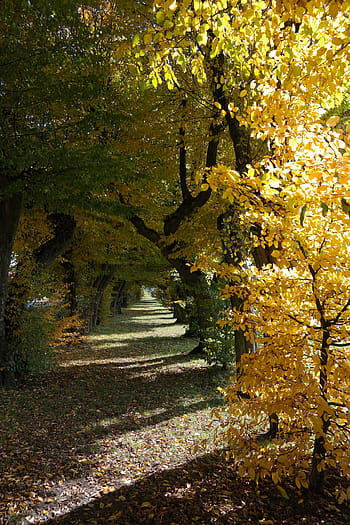 avenue, hradní třída, laupheim, habr, stromy, průchod, podzim, barva pádu, žlutá, zbarvení, carpinus betulus