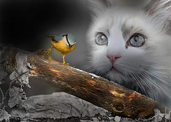 bird-cats-fantasy-animals-royalty-free-thumbnail.jpg