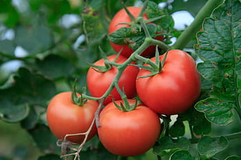 Tomatoes, Agriculture, Bio, Vegetables, nutrition, frisch, healthy, eat, harvest, food, cultivation