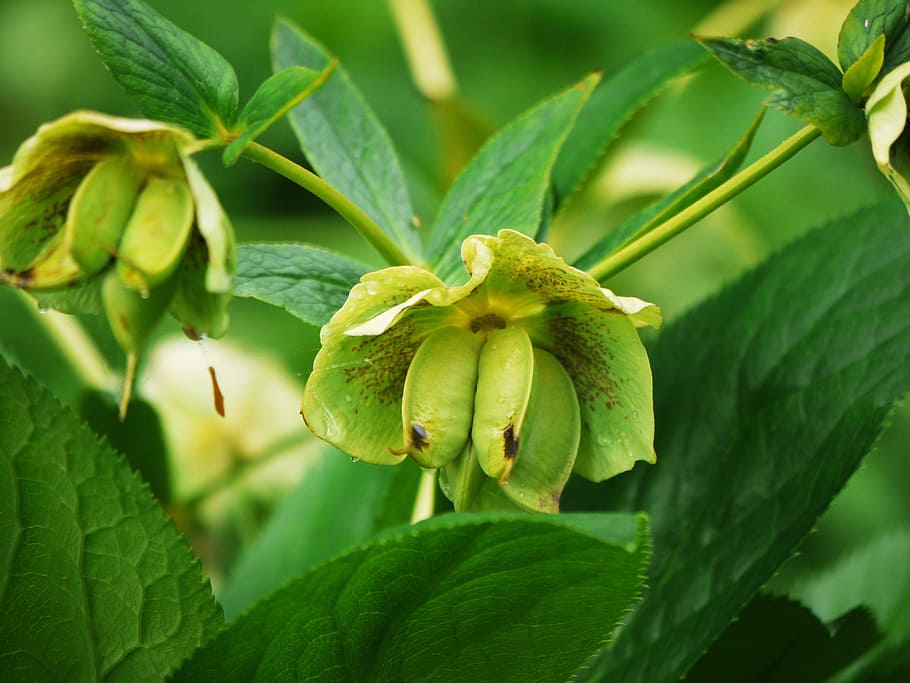 pupen, jaro, spurge, euphorbia, frisch, květ, rostlina, růst, uzavřený bud, zelená, Příroda