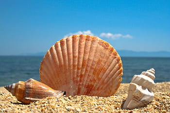 fotografie, mořské mušle, písek, mušle, pláž, moře, modrý, zvířecí shell, letní, prázdnin, Příroda