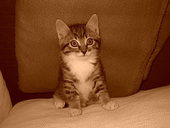 kitten-cat-cats-pet-royalty-free-thumbna