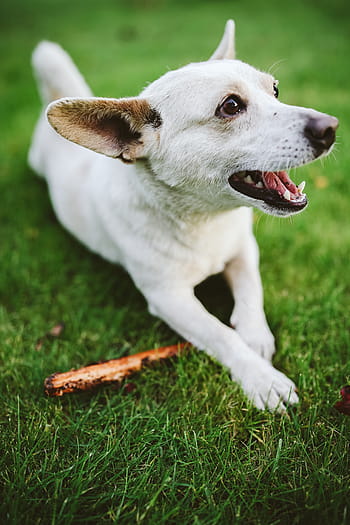 遊ぶ、 スティック、 犬、 ペット、 動物、 楽しい、 幸せ、 白い犬、 草、 アウトドア、 かわいい