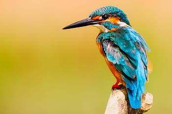selektiv, fokus fotografie, Fluss Eisvogel, Eisvogel, Vogel, Tierwelt, Makro, Nahansicht, Porträt, bunt, Farben