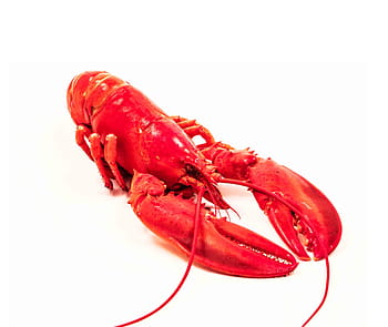 mare, poisson, pesce, frutti di mare, cibo, artiglio, molluschi preparati, rosso, aragosta, buongustaio, cucinato