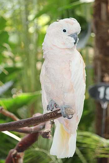 white bird, White Cockatoo, Parrot, Bird, white parrot, cockatoo, one animal, perching, day