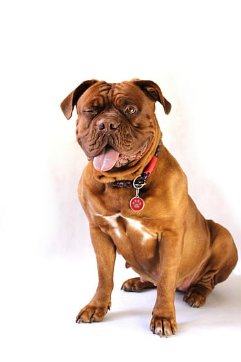 adult, tan, white, american bully puppy, dog, large, dogue de bordeaux, dog de bordeaux, french mastiff, moloss